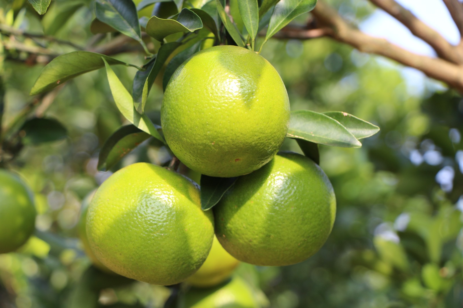 1751876270188087045.jpg 橙子.jpg